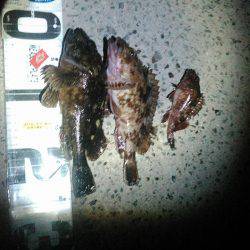 25cmガシラちゃんの巻